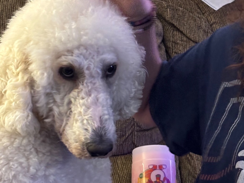 Aphrodite - Standard Poodle | Petmeetly