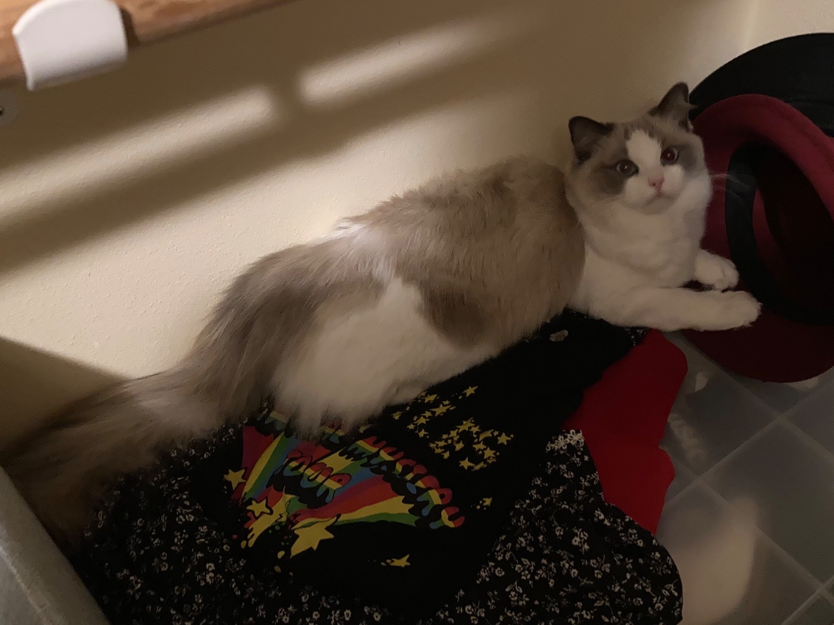 Fifi - Ragdoll | Petmeetly