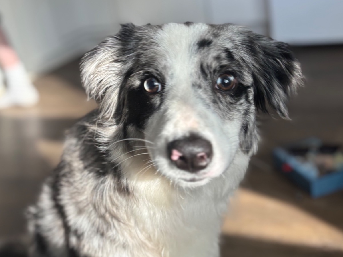 Meekah - Australian Shepherd | Petmeetly