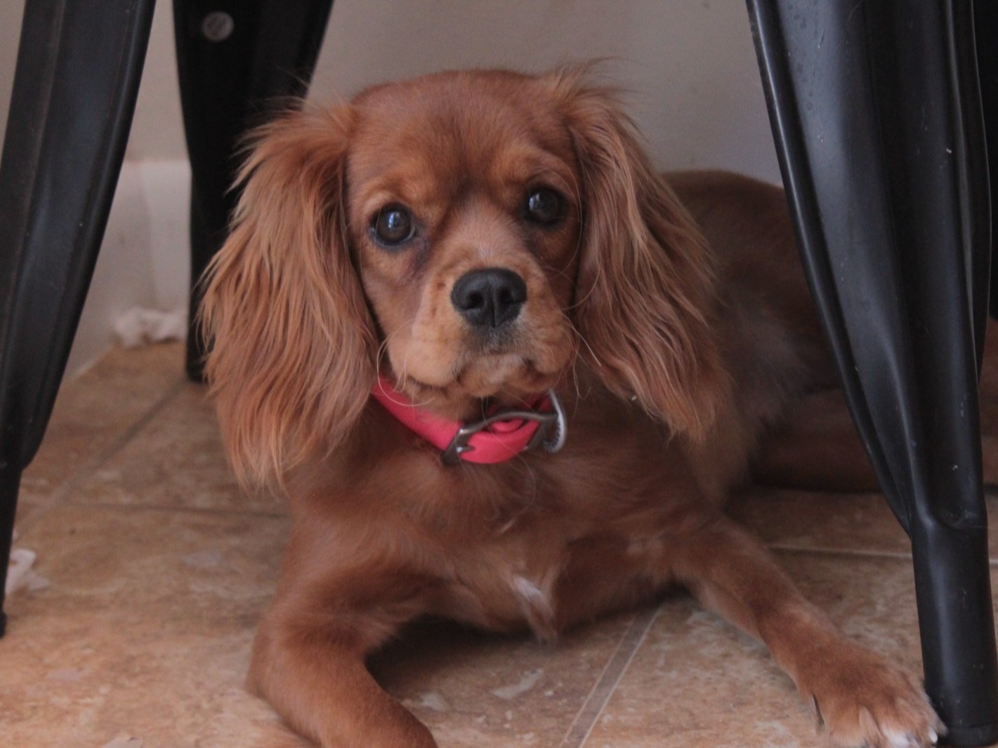Mollie - Cavalier King Charles Spaniel | Petmeetly