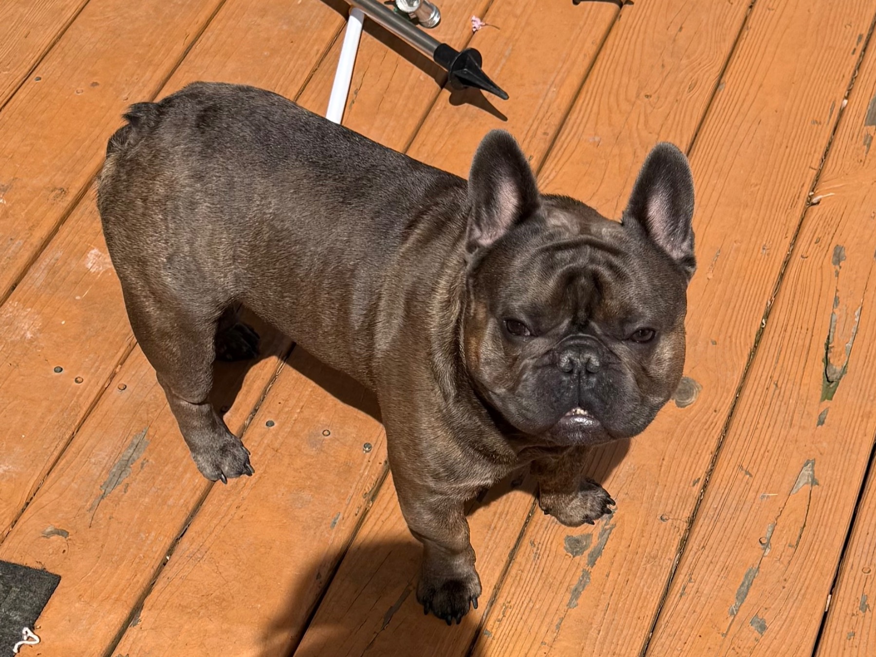 lil' Josh - French Bulldog | Petmeetly