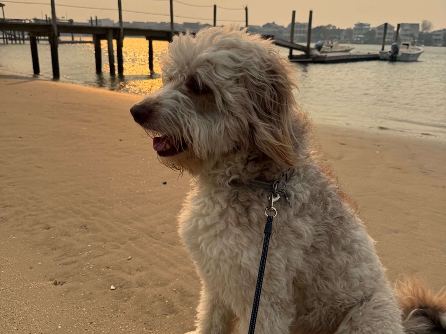 Bodhi - Australian Shepherd | Petmeetly