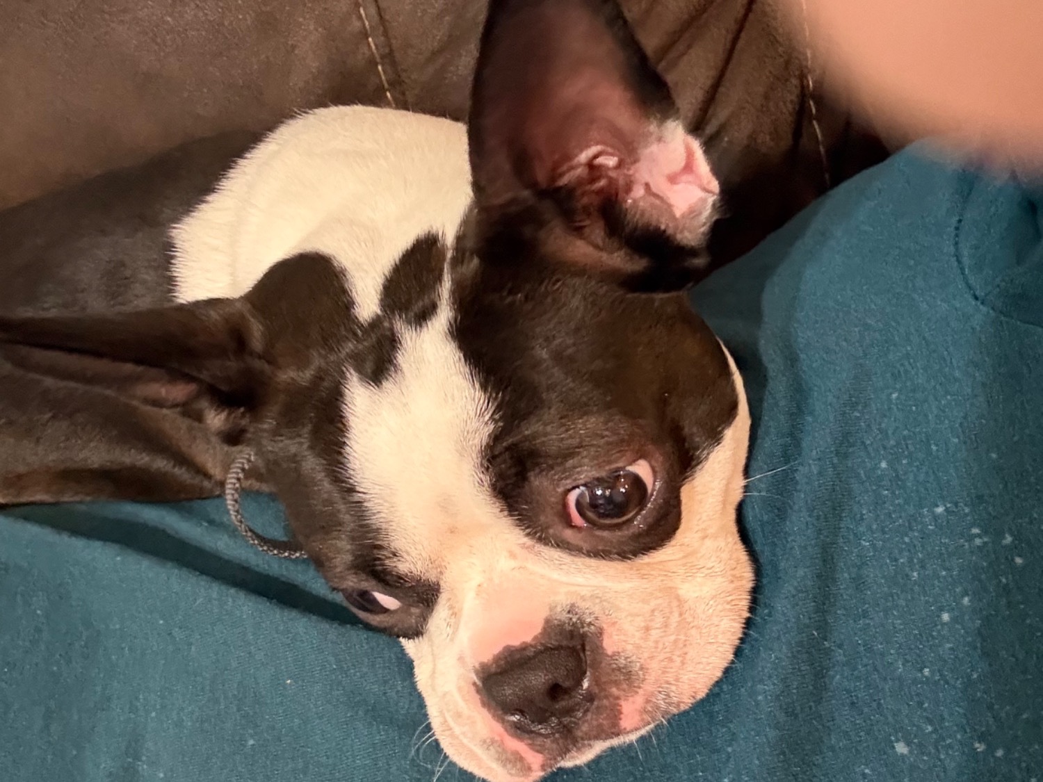 lucy - Boston Terrier | Petmeetly