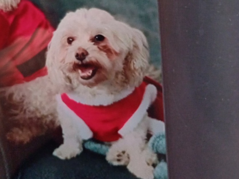 Daisy - Maltipoo | Petmeetly