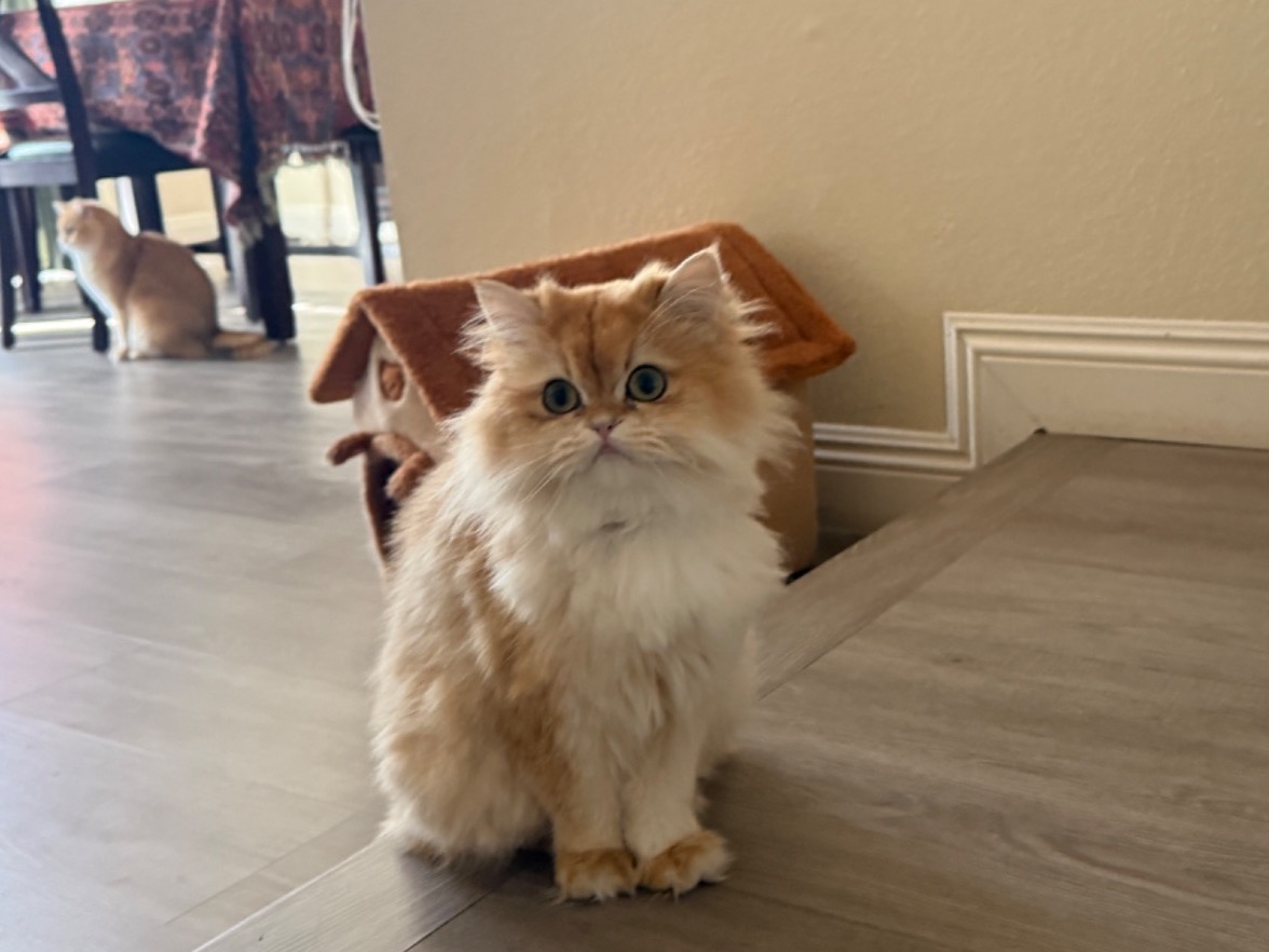Toffee - British Shorthair | Petmeetly