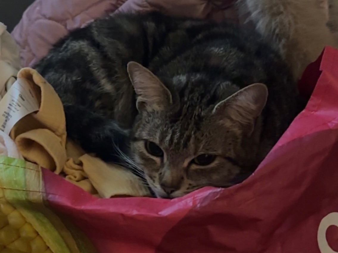 Cali - Tabby | Petmeetly