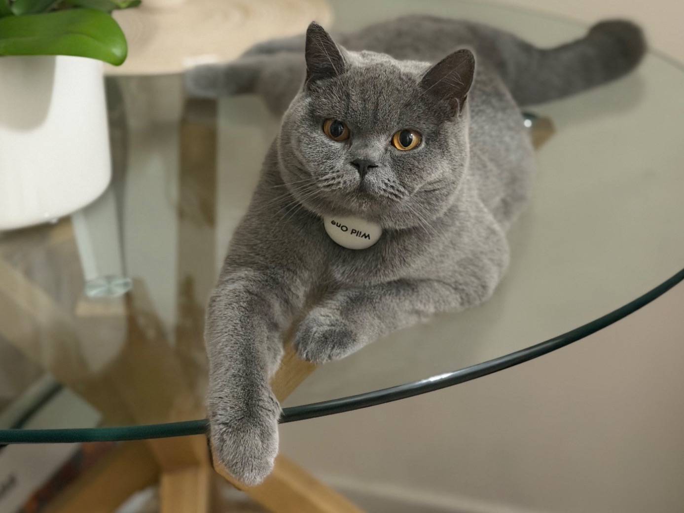 Porsche - British Shorthair | Petmeetly