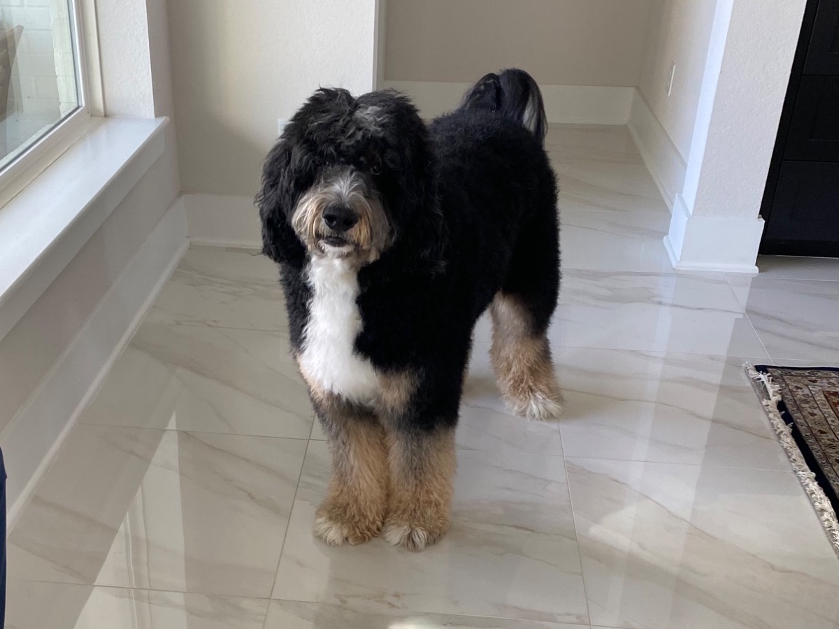 jello - Bernedoodle | Petmeetly