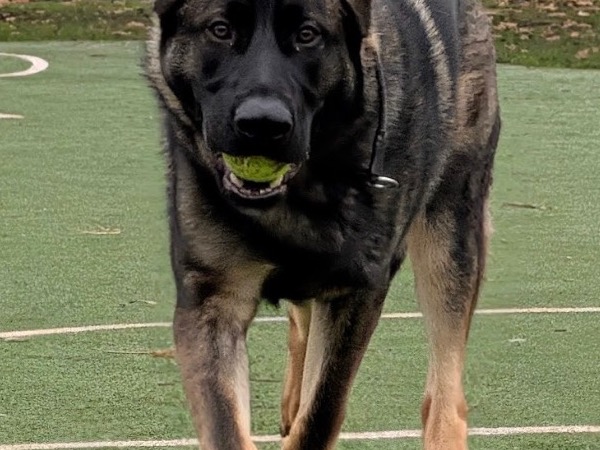 prince - Czech German shepherd | Petmeetly