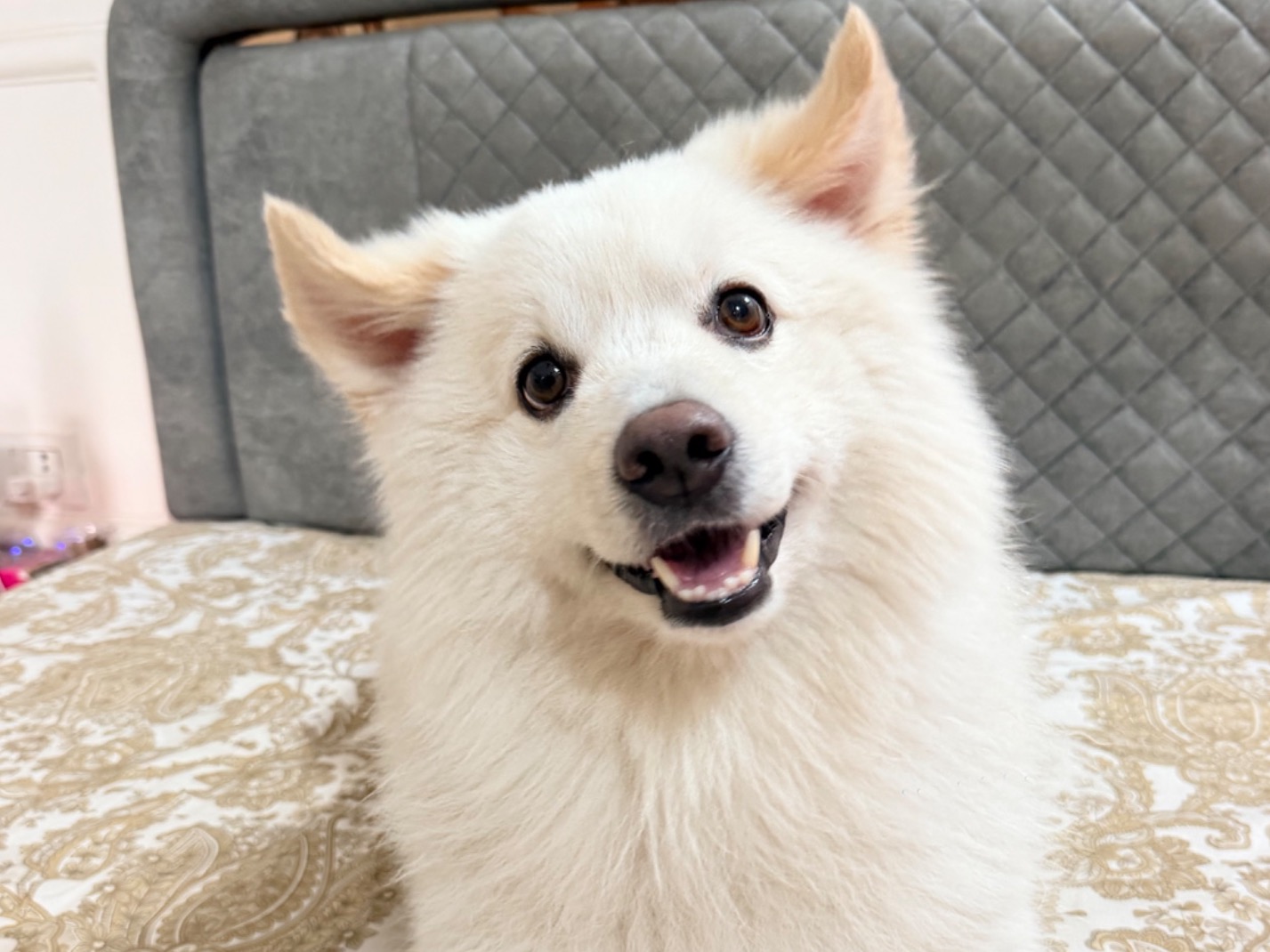 simmba - Spitz | Petmeetly