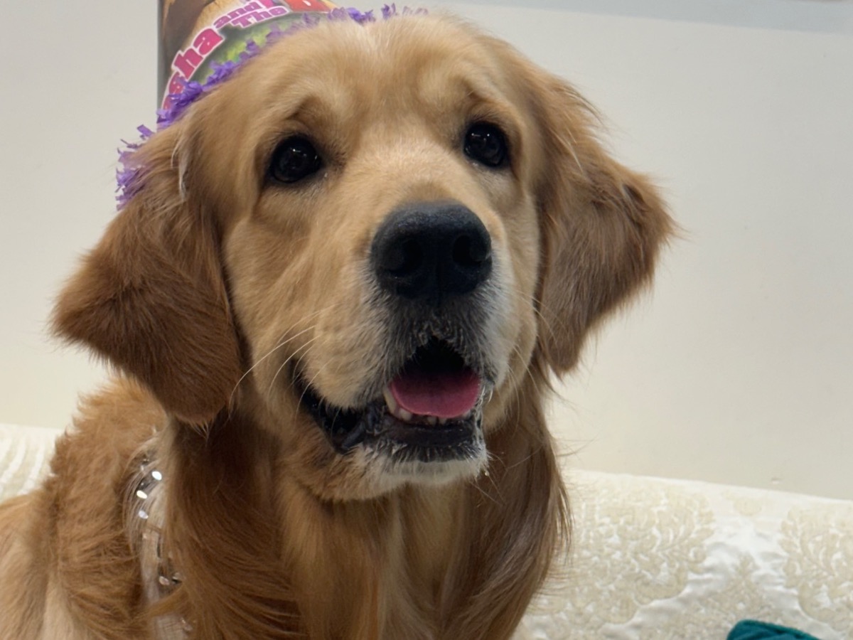 Coco - Golden Retriever | Petmeetly