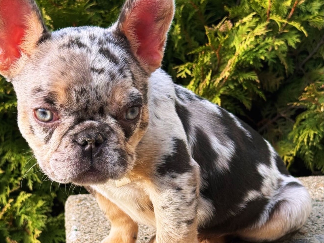 Ice - French Bulldog | Petmeetly