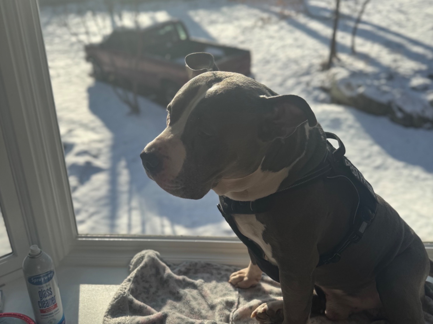Sampson - American PitBull Terrier | Petmeetly