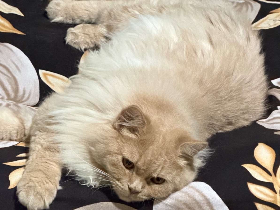 simba - Persian | Petmeetly
