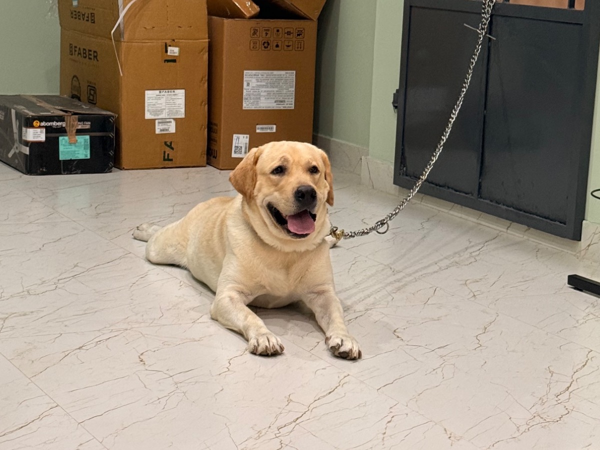 Blu - English Labrador Retriever | Petmeetly