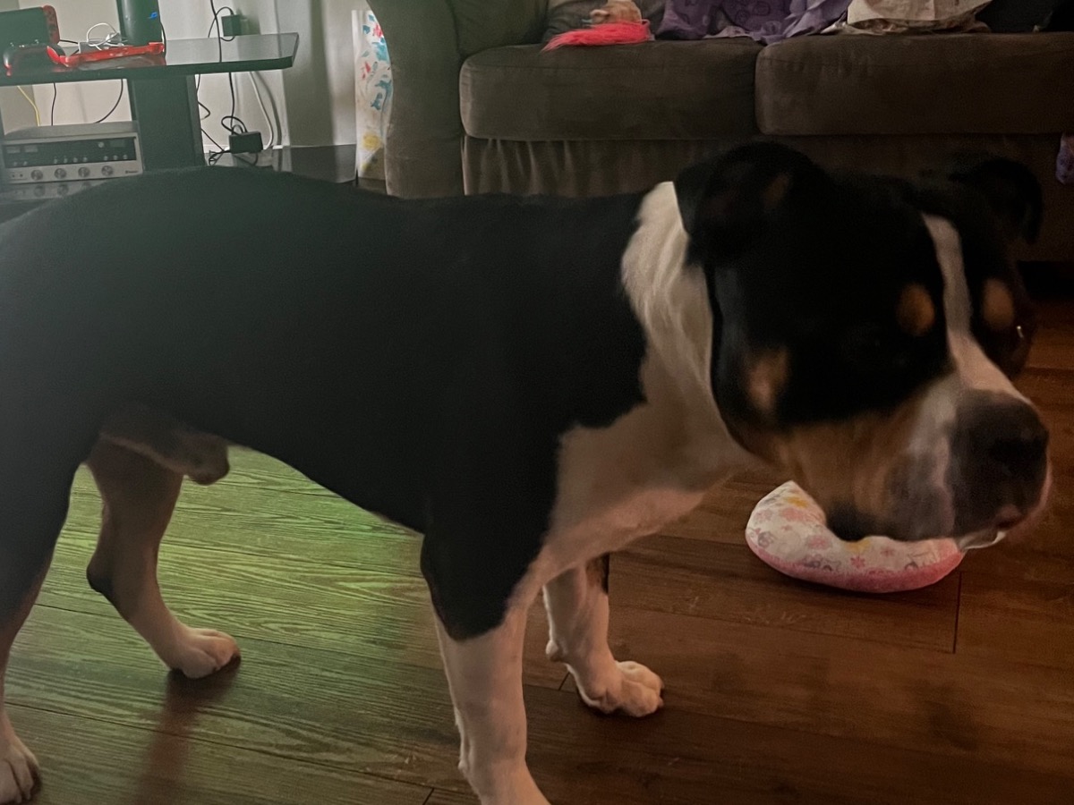 Toro - American Bully | Petmeetly
