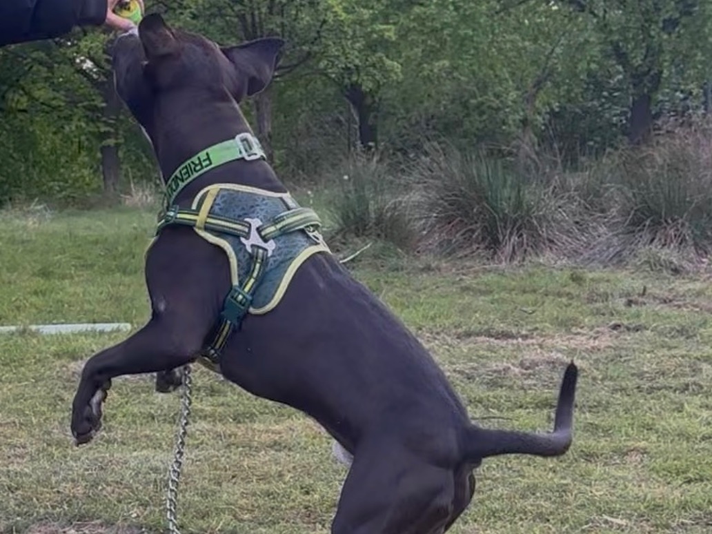boss - Staffordshire Bull Terrier | Petmeetly