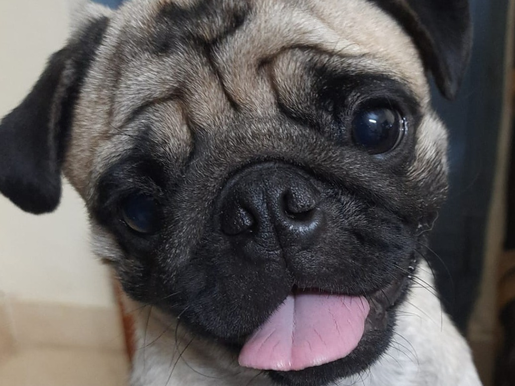 Sammy - Pug | Petmeetly