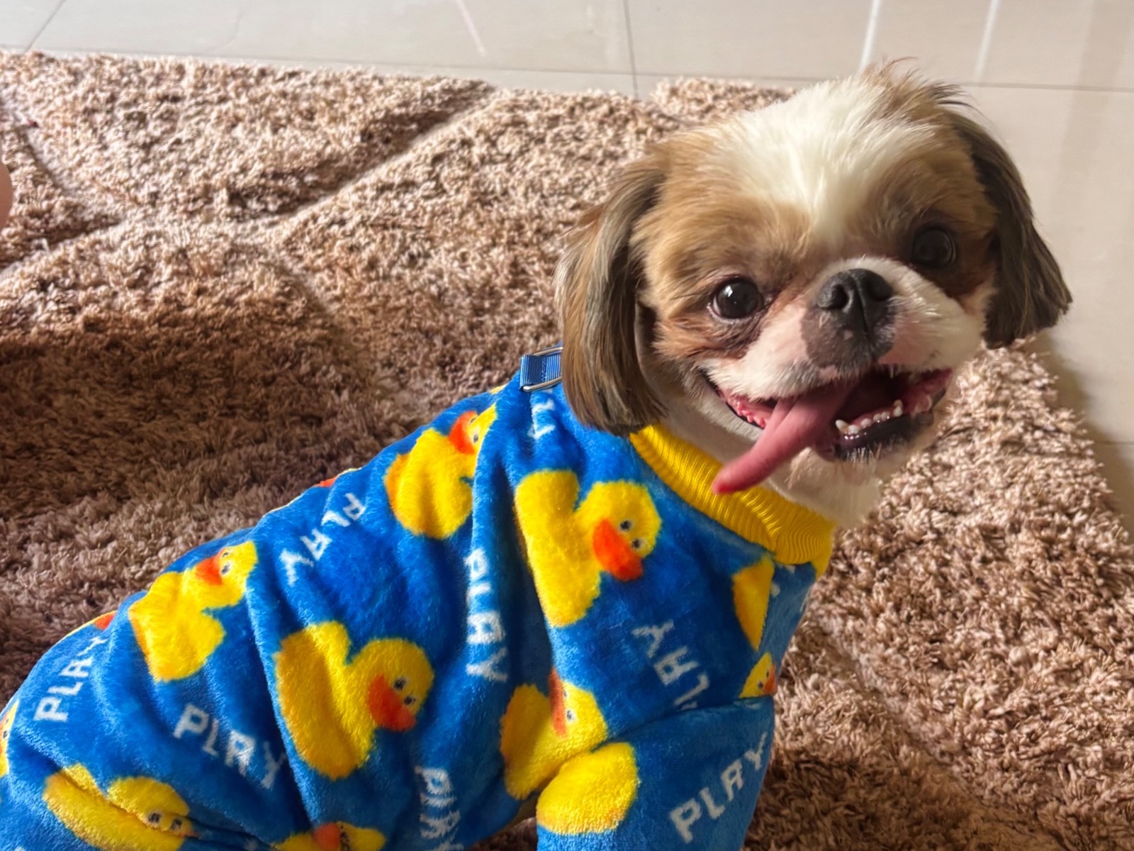 Shiro - Shih Tzu | Petmeetly