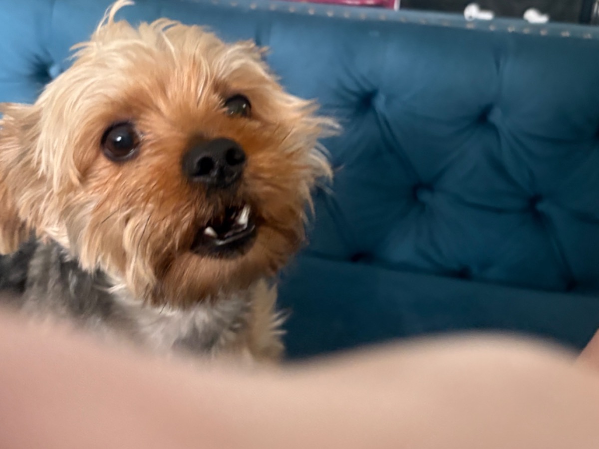 banks - Yorkshire Terrier | Petmeetly