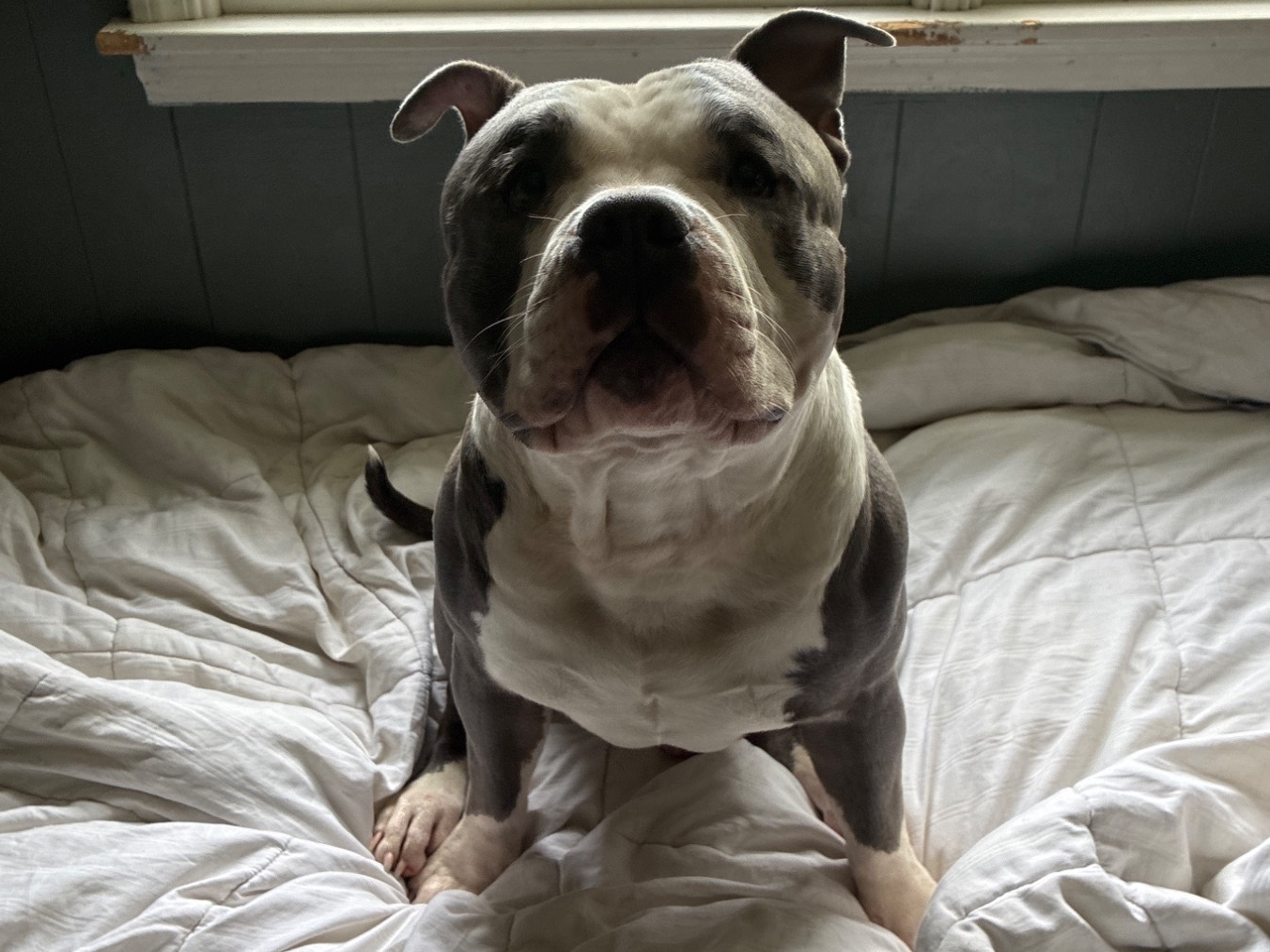 Roscoe - American Bully | Petmeetly