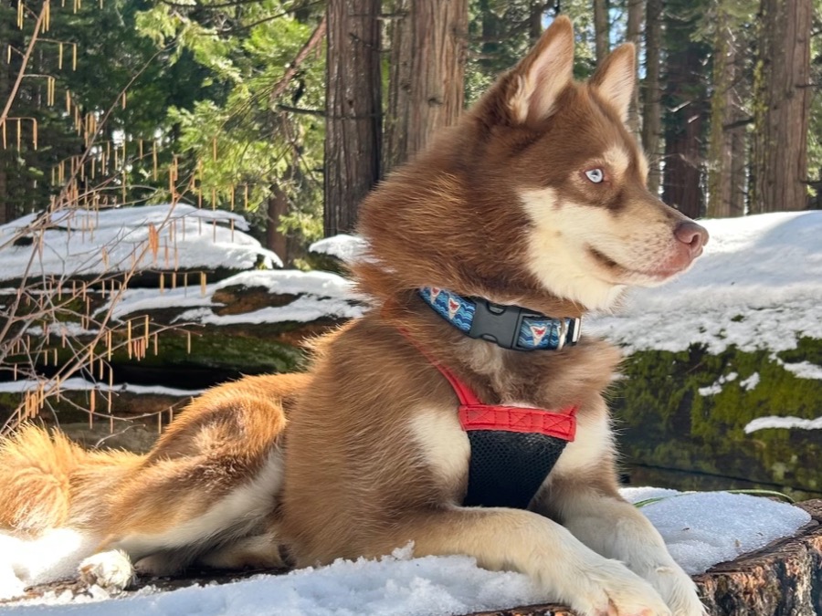 Aslan - Husky | Petmeetly
