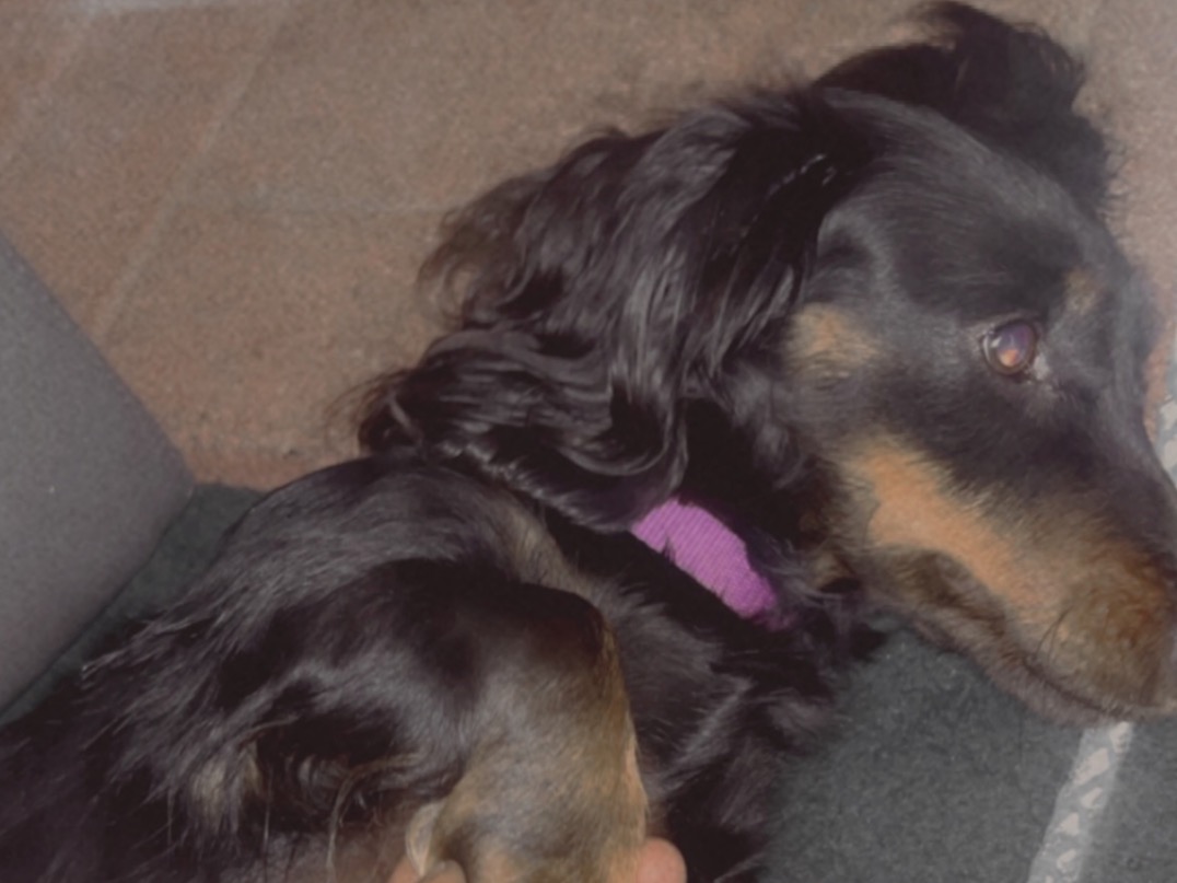 lou - Dachshund | Petmeetly
