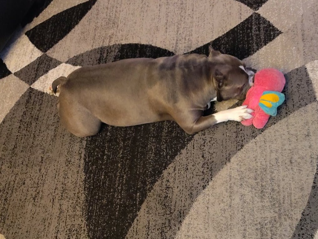Bella - American Bully | Petmeetly