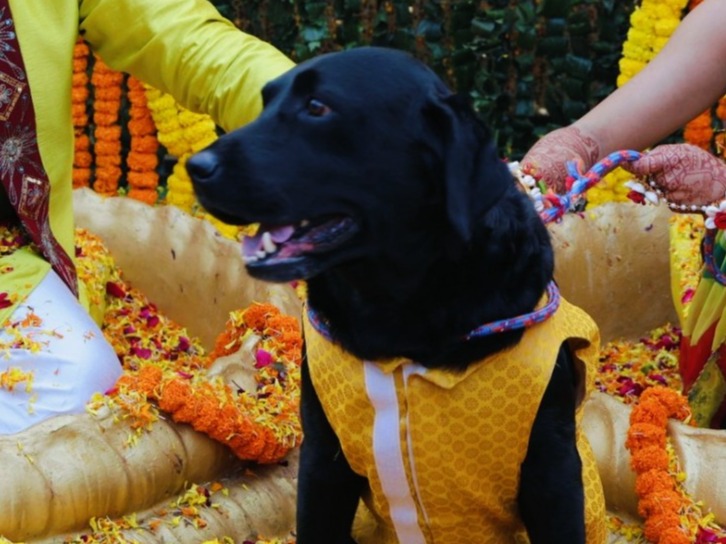 Micheal - Labrador Retriever | Petmeetly