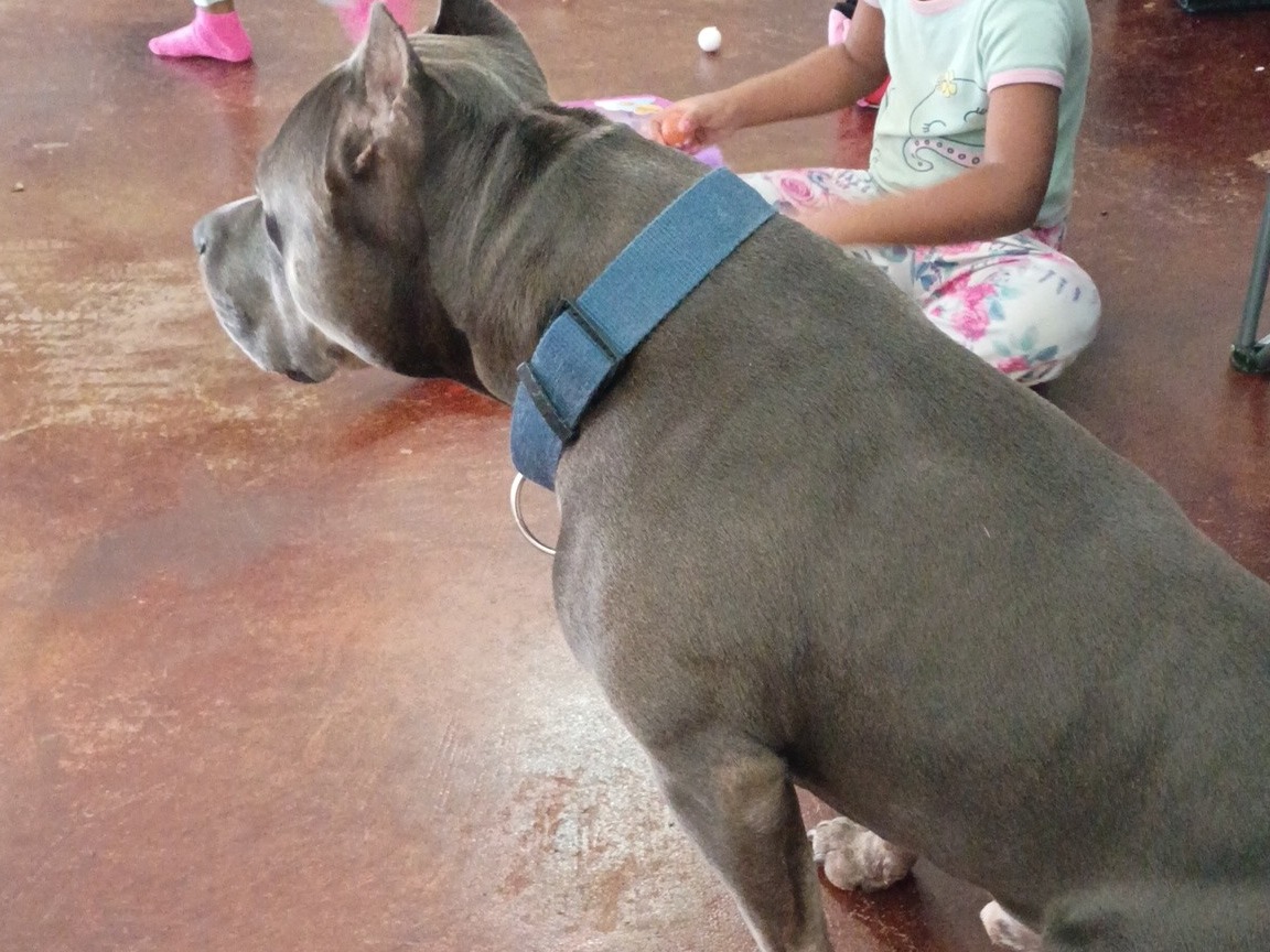 blu - American Bully | Petmeetly