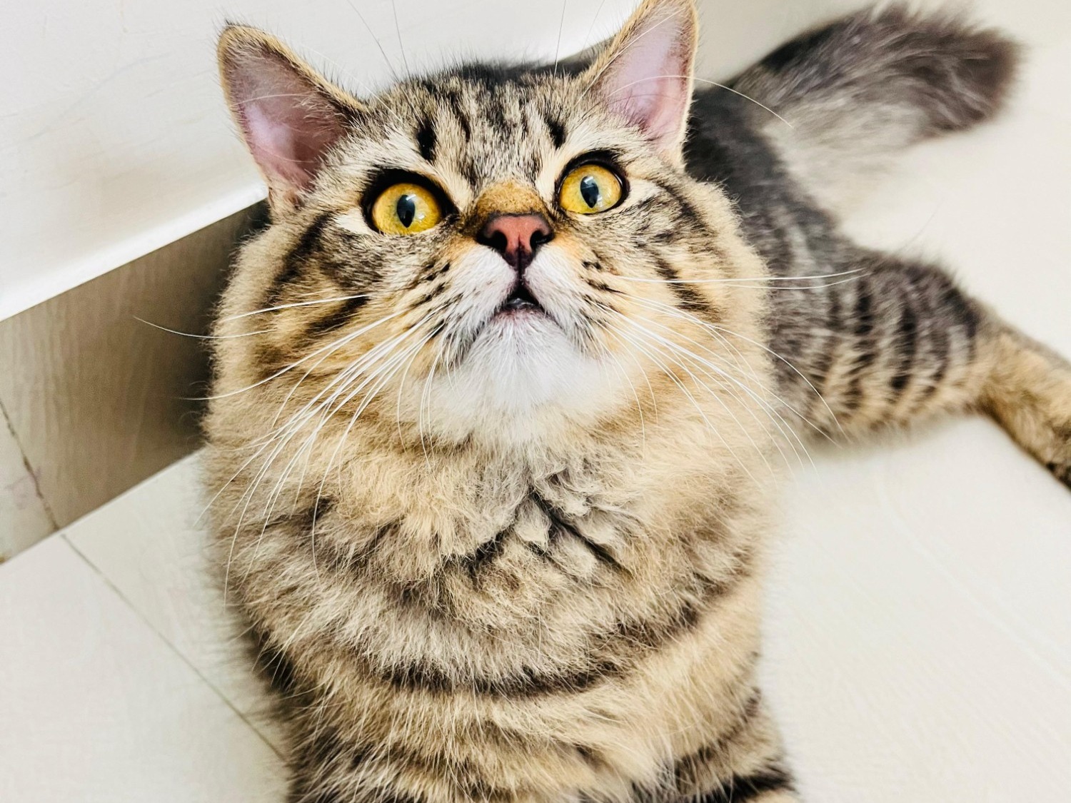 Hamza - Persian | Petmeetly