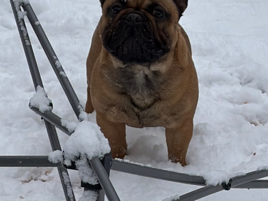 Big Mack - French Bulldog | Petmeetly