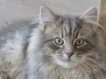 yoko - Siberian | Petmeetly
