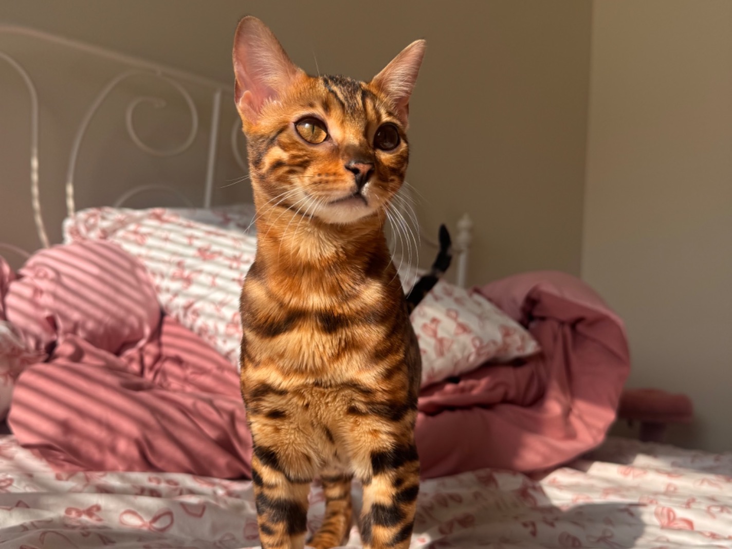 Evie - Bengal | Petmeetly