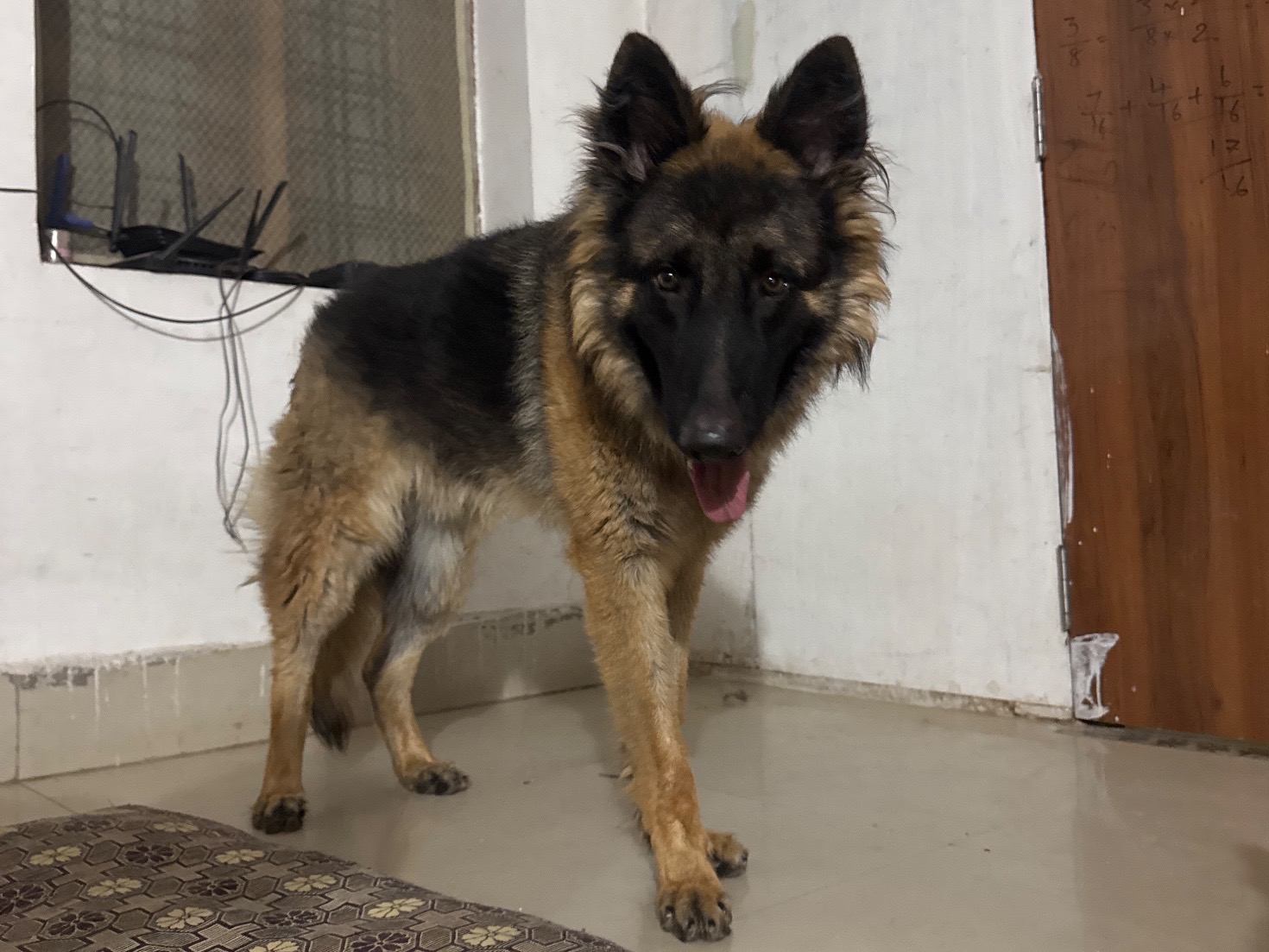 RUDHRA - Czech German shepherd | Petmeetly