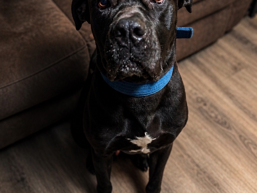 Bane - Cane Corso | Petmeetly