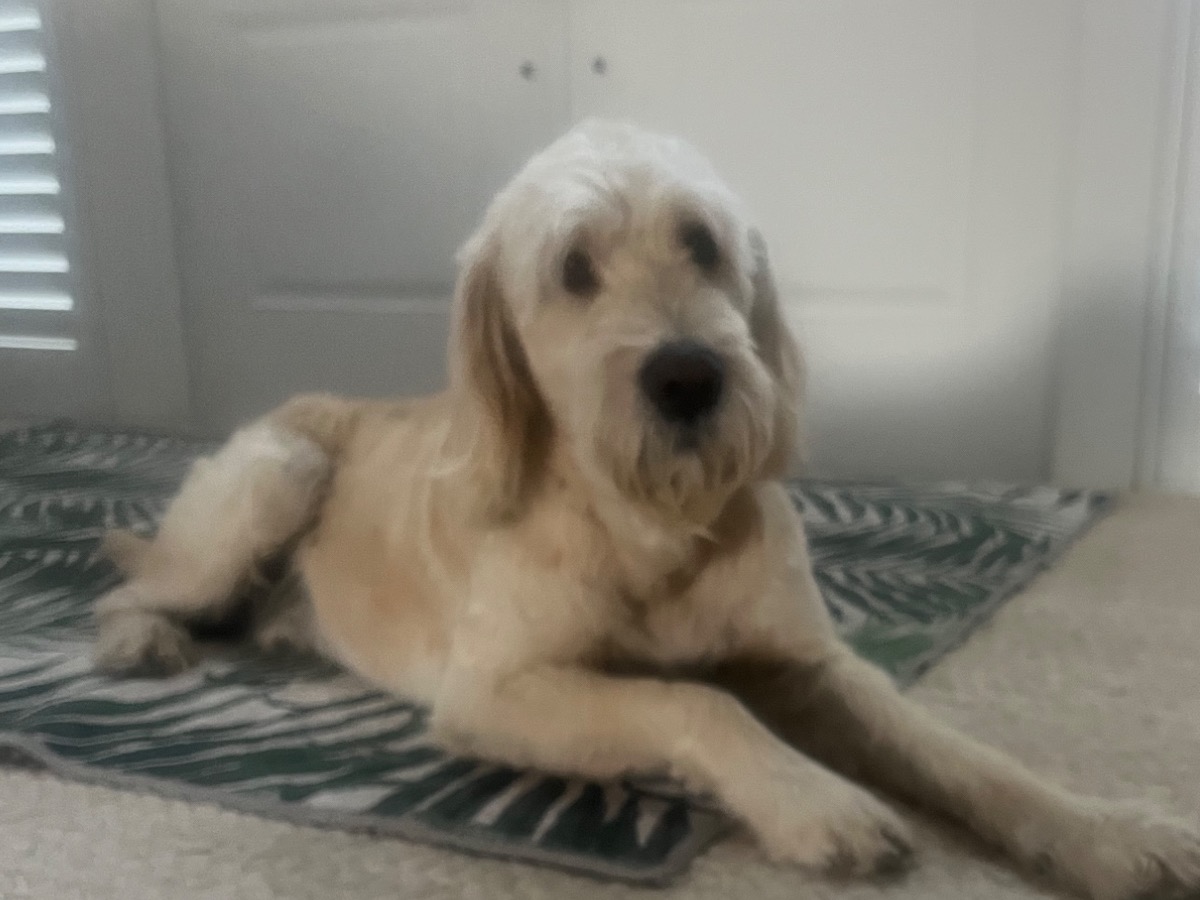 Freddie - English Golden Retriever | Petmeetly