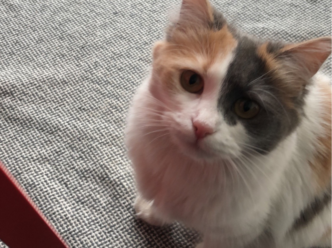 Wanda - Turkish Angora | Petmeetly