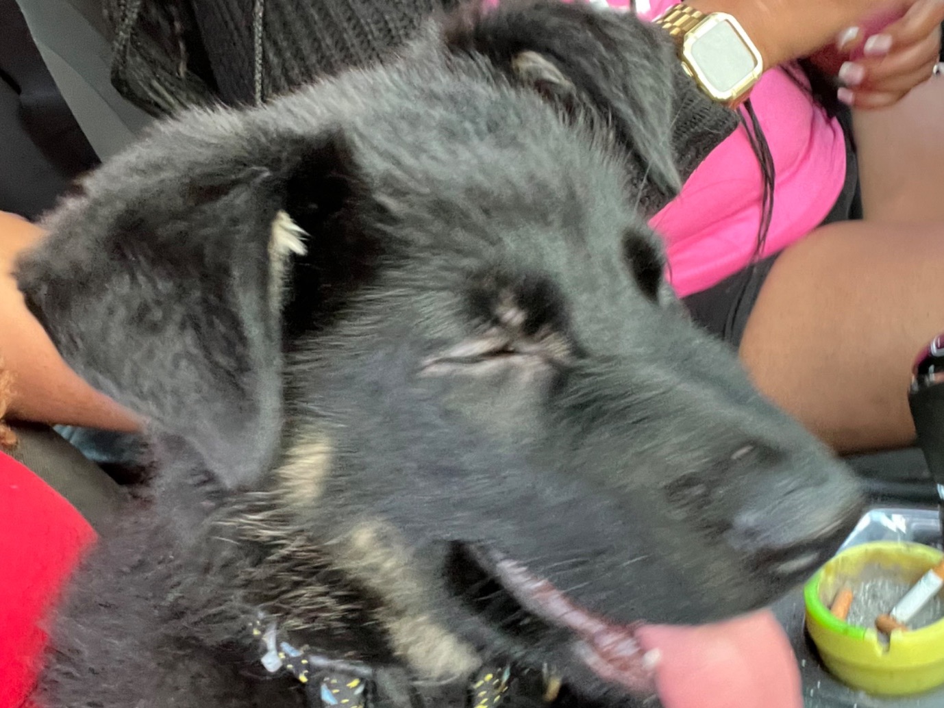 Onyx - German Shepherd | Petmeetly
