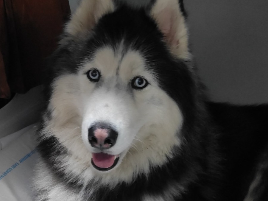 striker - Siberian Husky | Petmeetly