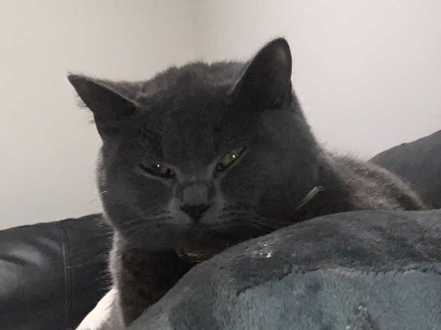 storm - British Shorthair | Petmeetly