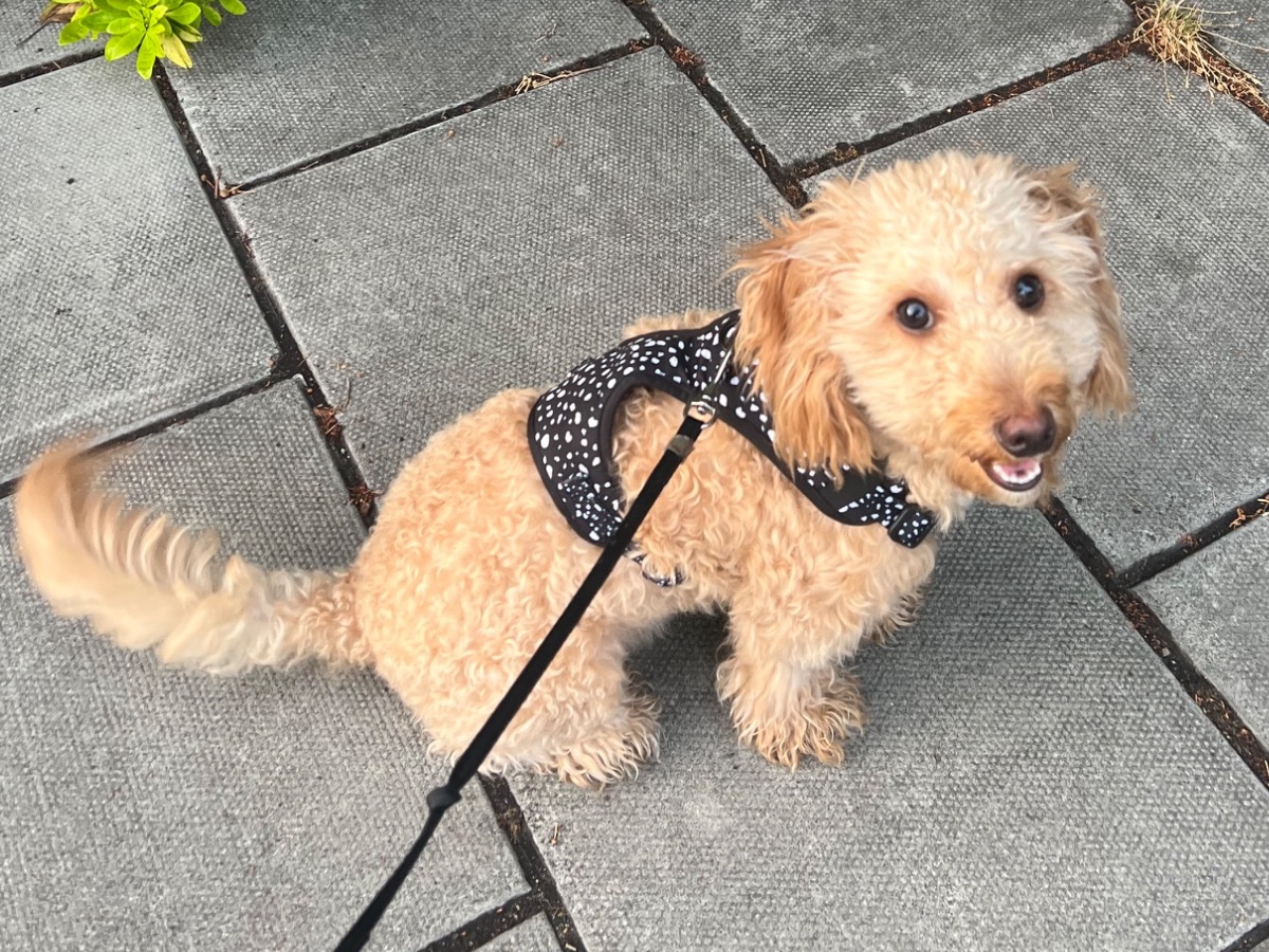 Charlie - Cockapoo | Petmeetly