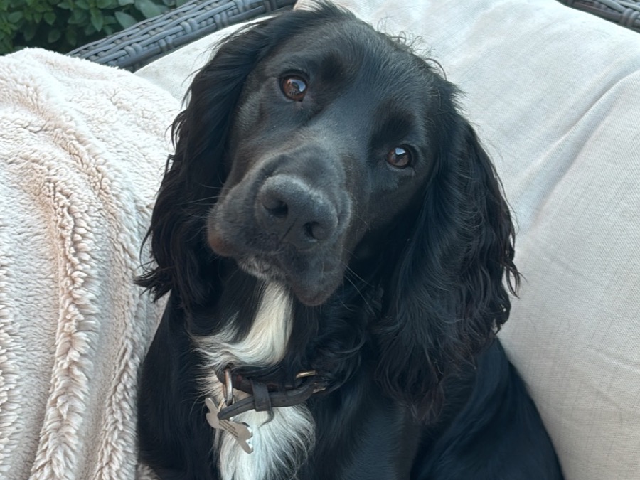 Reggie - Working Cocker Spaniel | Petmeetly
