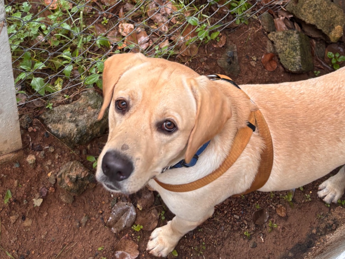 Ace - Labrador Retriever | Petmeetly