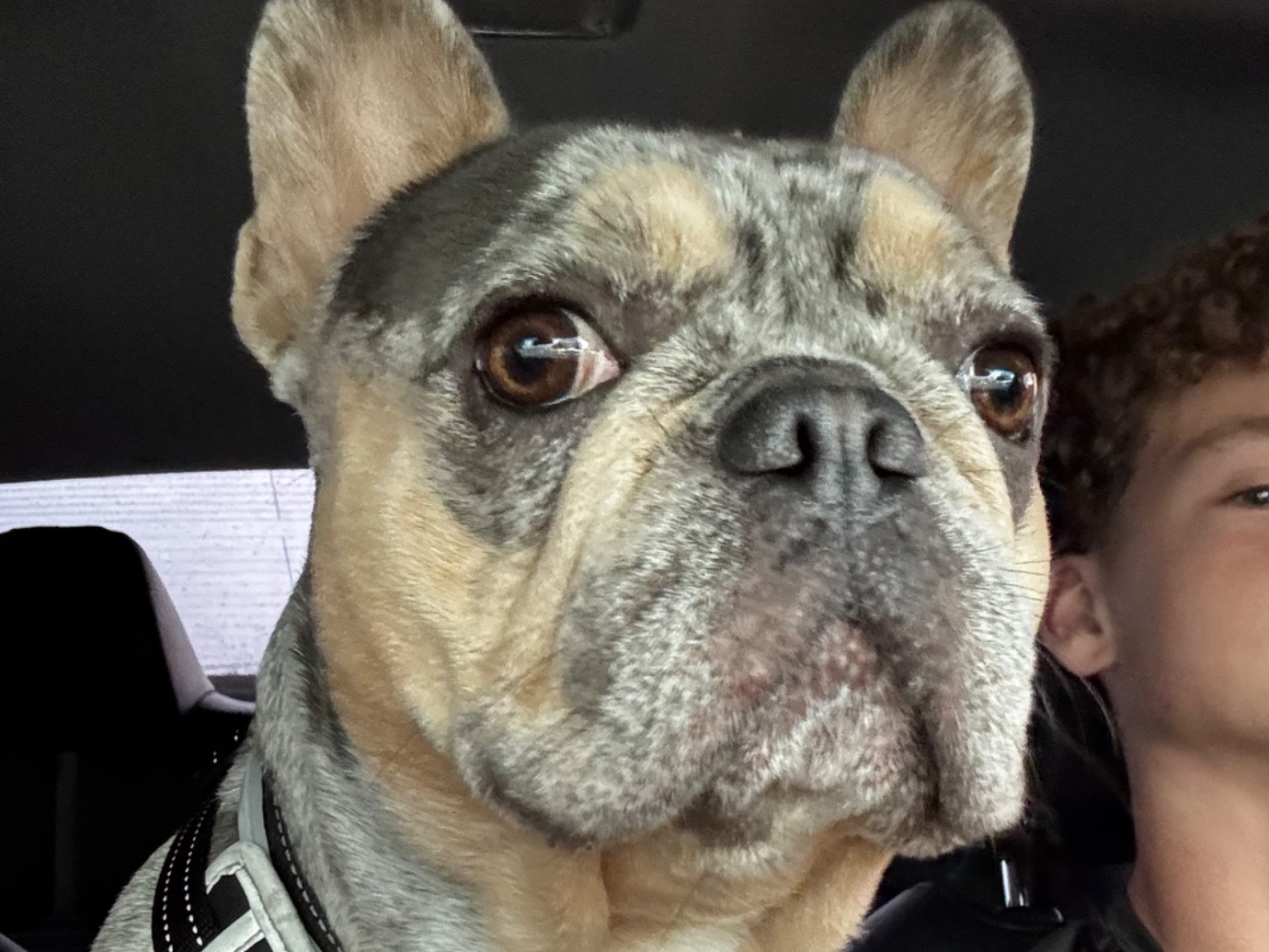Zeke - French Bulldog | Petmeetly