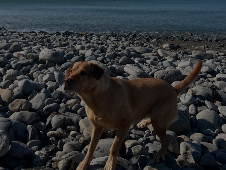 Fox Red Labrador 4 years 9 months old female medium named Skye for breeding in Caernarfon, Wales | Petmeetly