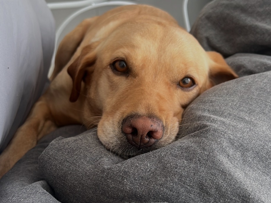 Fox Red Labrador 4 years 9 months old female medium named Skye for breeding in Caernarfon, Wales | Petmeetly