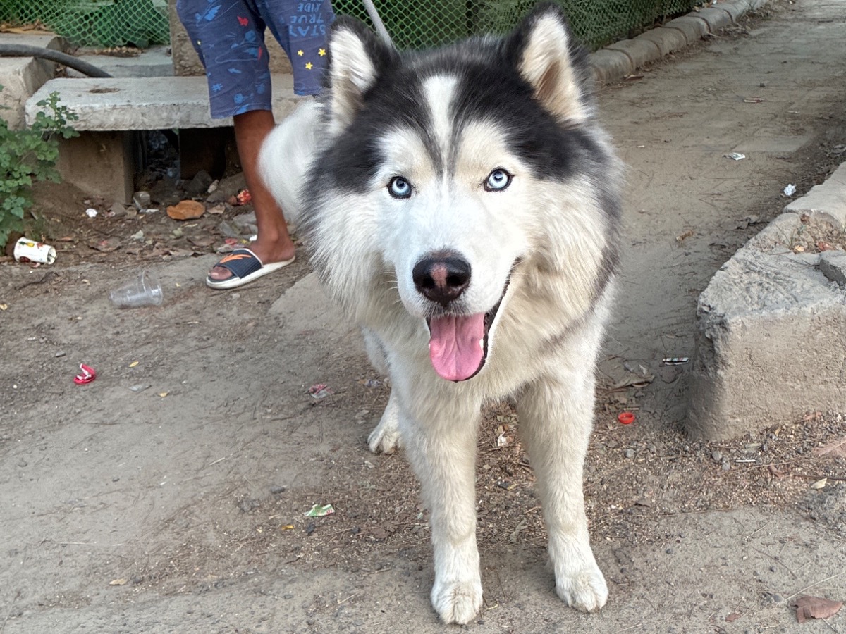 Max - Husky | Petmeetly