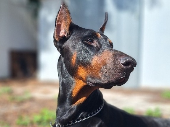 Judah - Doberman | Petmeetly