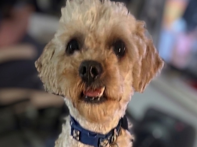 Brew - Toy Poodle | Petmeetly